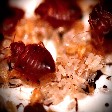 cimicidae